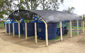 Tanques de cultivo feitos em polietileno cobertos com toldos (Foto: Antônio Júnior)