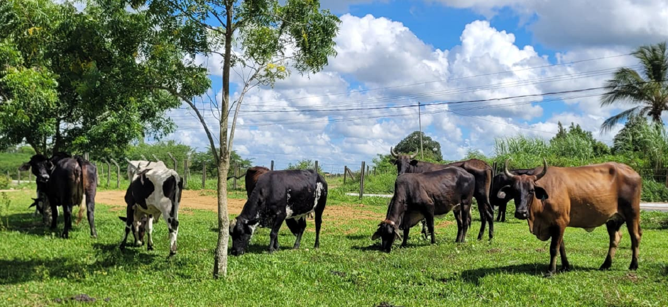 UFRB realiza leilão público com mais de 30 bovinos das raças Nelore e Girolando