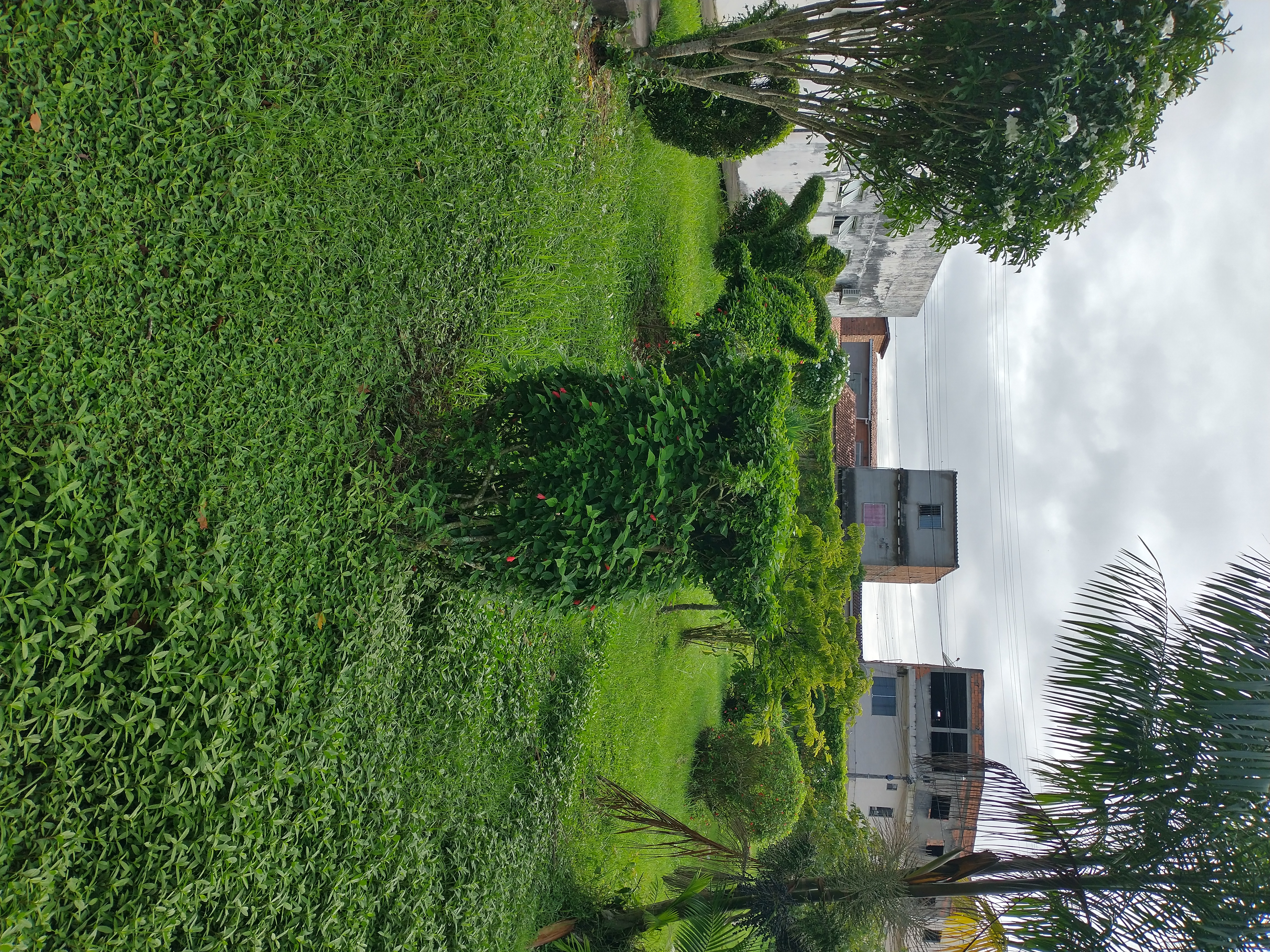Corujinha