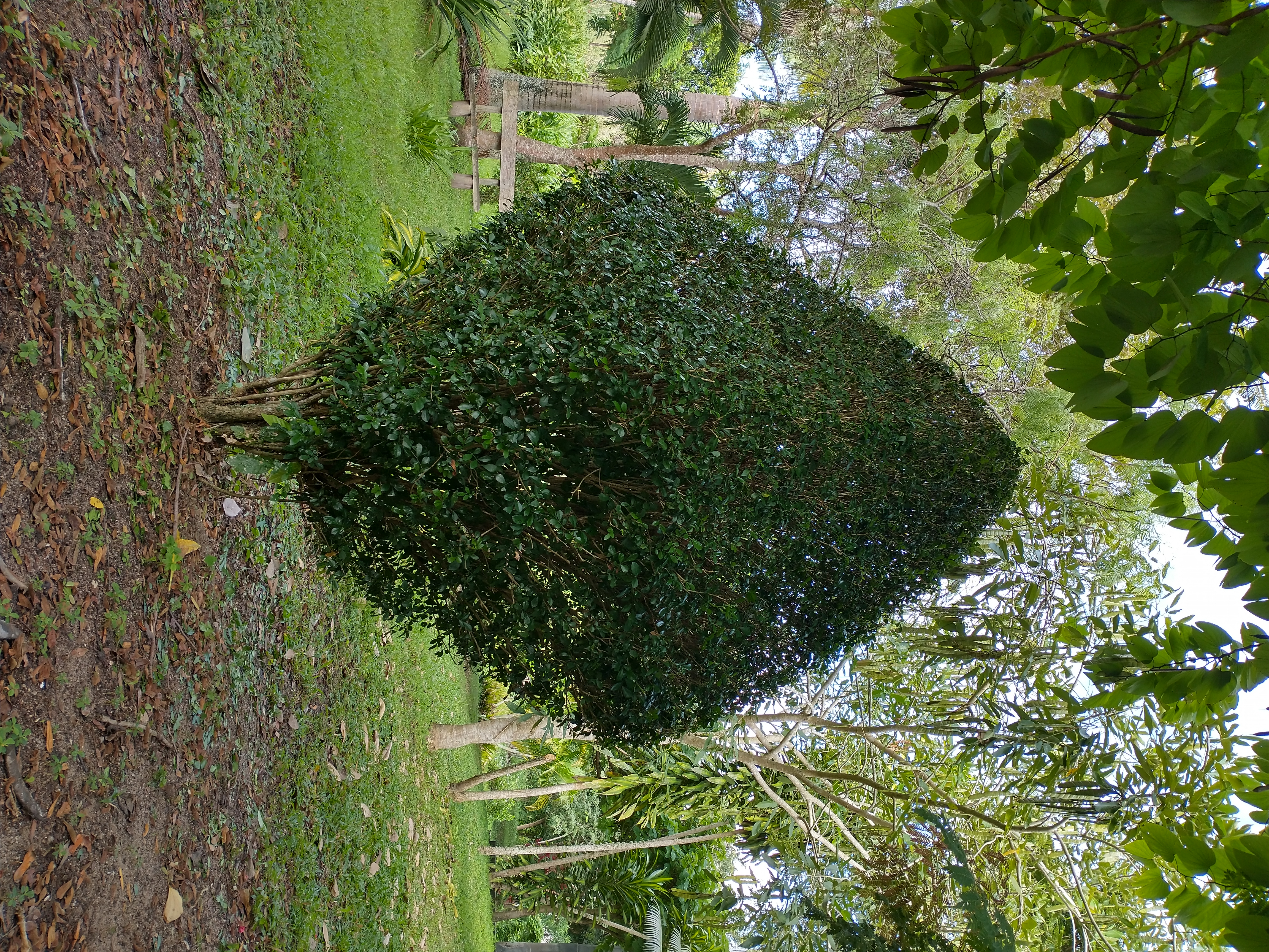 Balão
