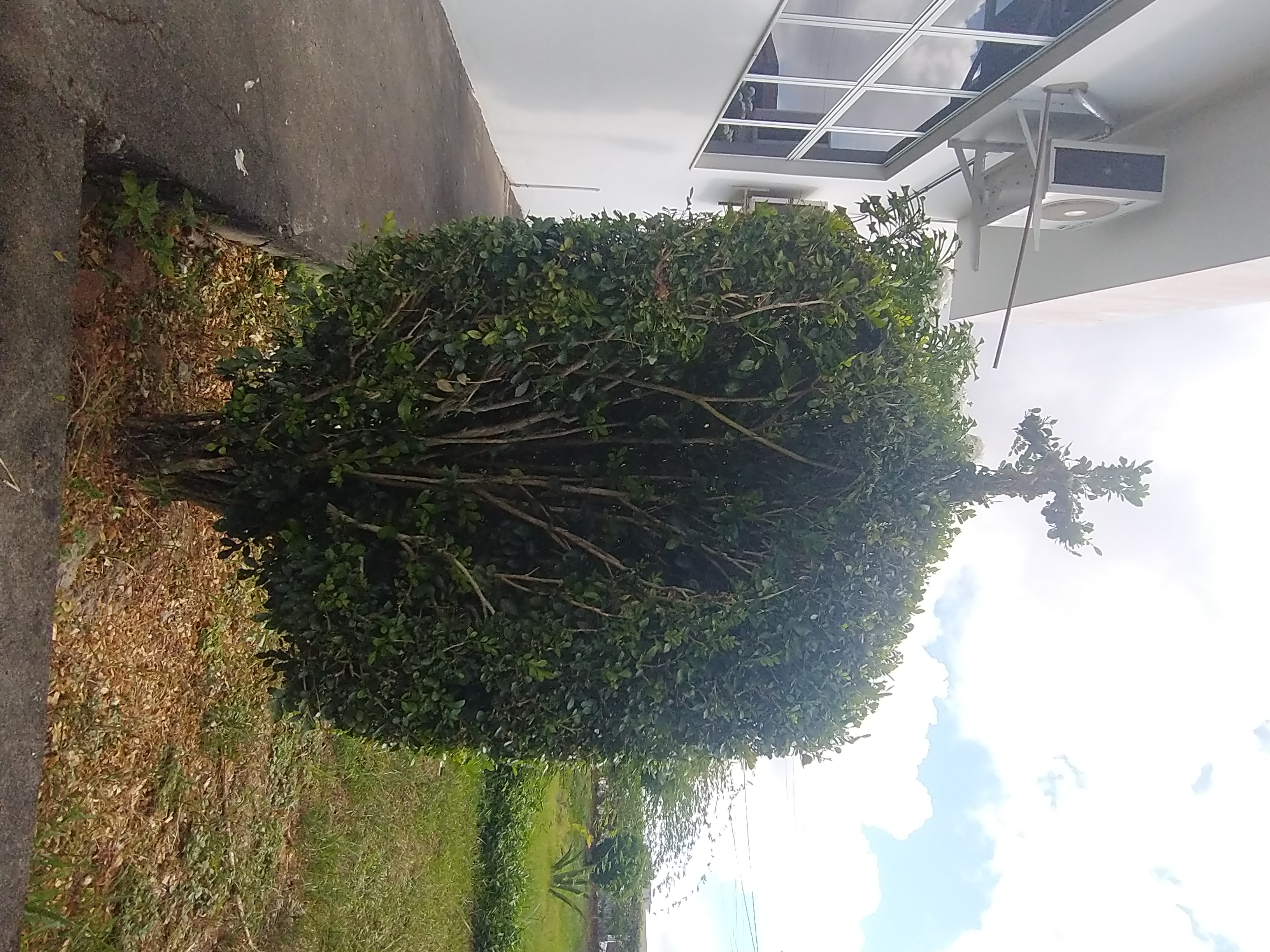 Capelinha