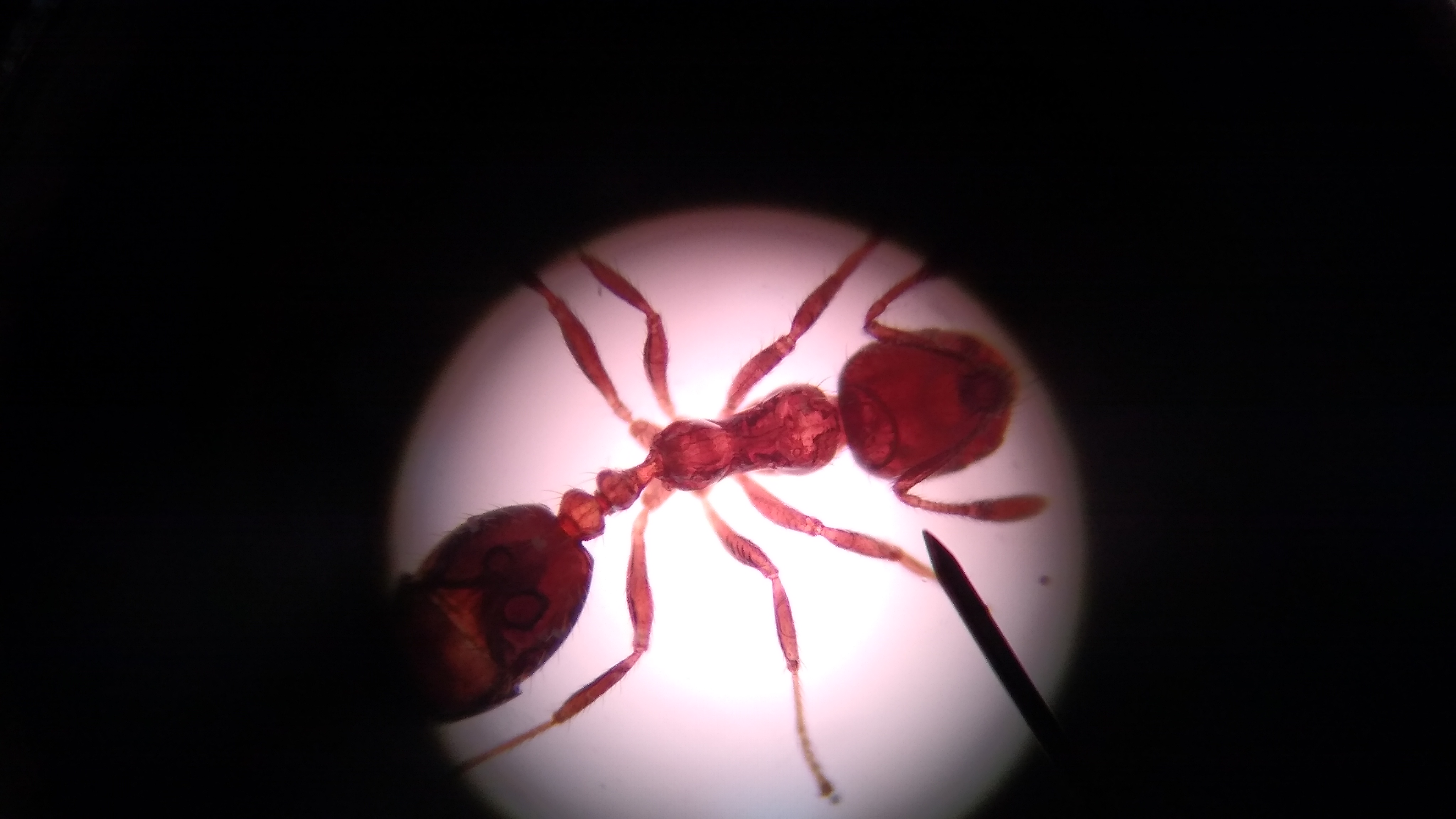 Laboratório de Bioquímica e Biologia