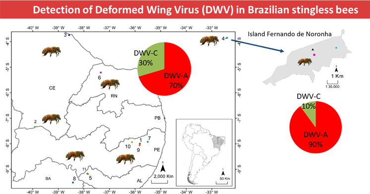 Gráfico Detecção do vírus das Asas Deformadas (DWV) em abelhas brasileiras sem ferrão