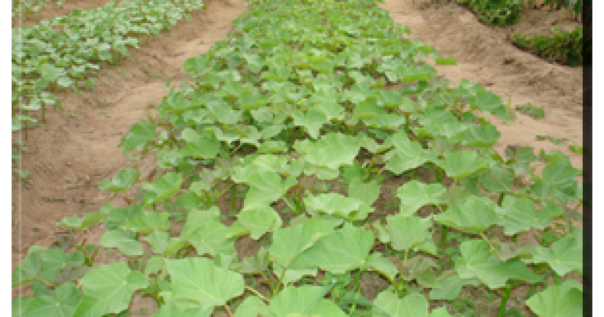 O Pinhão Manso, matéria prima para biocombustível, é pesquisado na UFRB