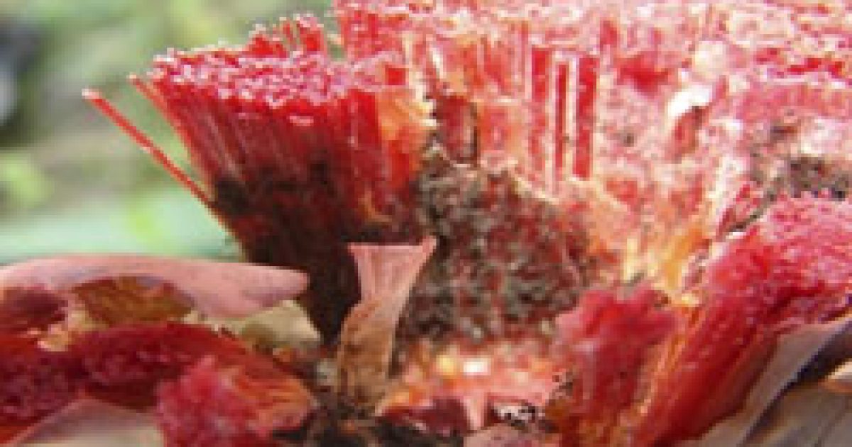 Com apoio da Fapesb, pesquisador da UFRB encontra solução para podridão vermelha do sisal