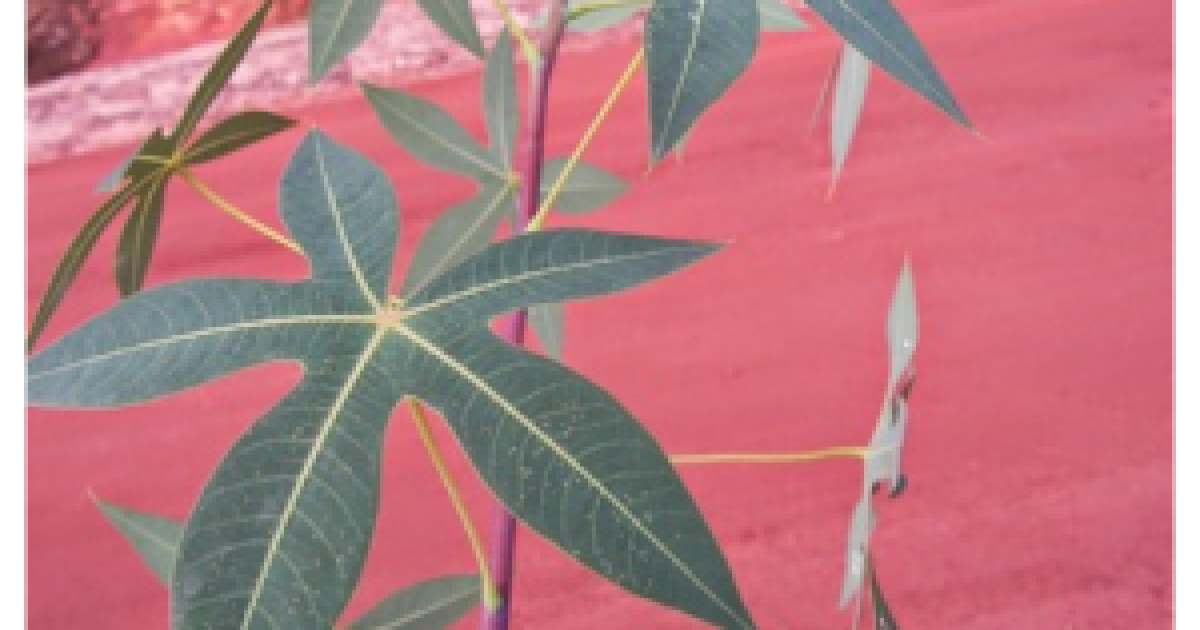 UFRB descobre duas novas espécies de mandioca em parceria com a Embrapa