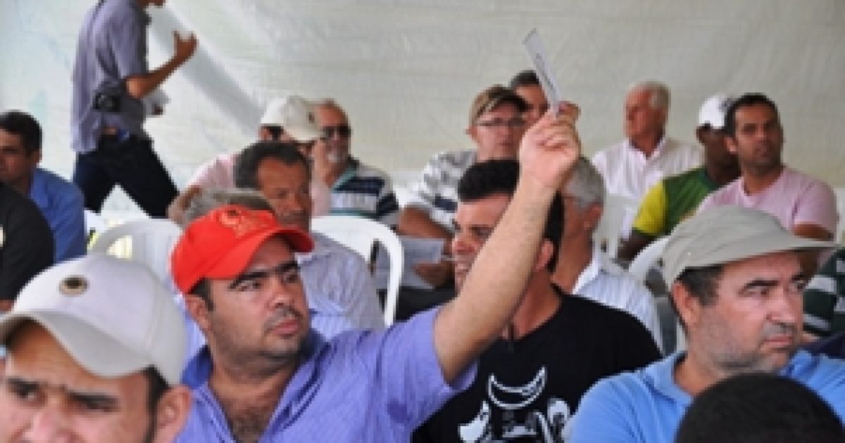 II Leilão de bovinos mestiços da raça Nelore é realizado na UFRB