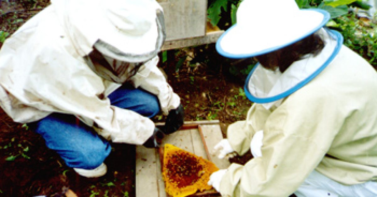 Projeto SOS Abelha da UFRB oferece serviço gratuito de captura de enxames