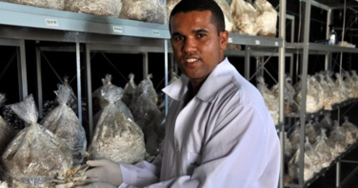 Produção de Cogumelos Comestíveis é tema de pesquisa na UFRB