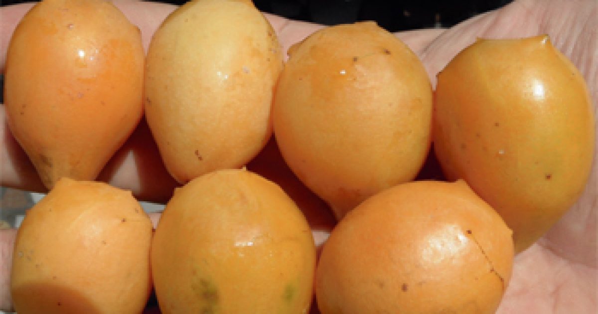 Umbucajá é nomeada como espécie nova por pesquisadores da UFRB e UEFS