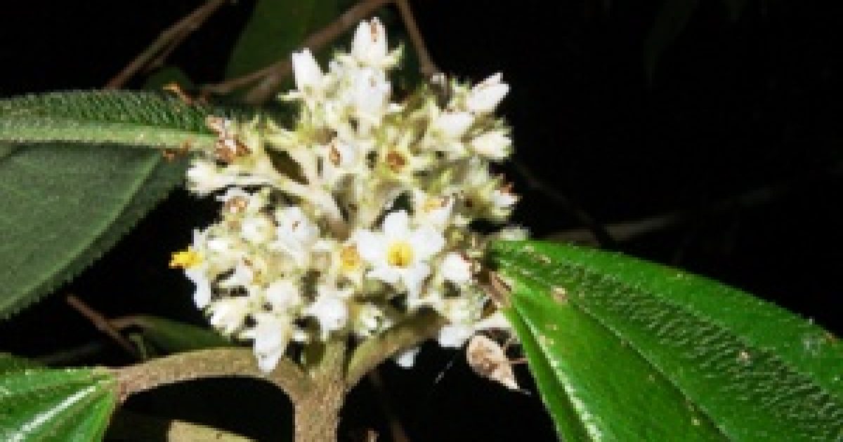 Projeto do Herbário UFRB cataloga novas espécies vegetais na Bahia