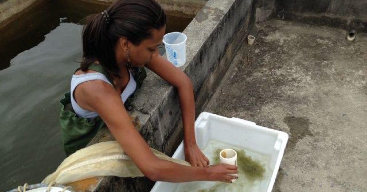 Bahia Pesca e UFRB apresentam pesquisa sobre larvas de tambaquis