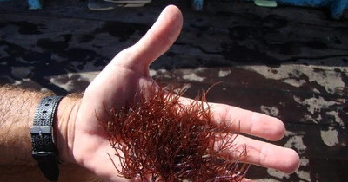 UFRB e Bahia Pesca impulsionam produção de sabonetes de algas