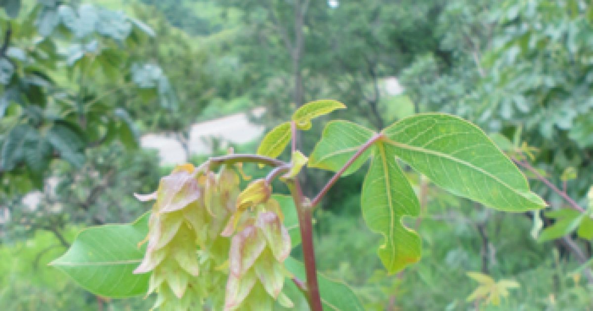 Professor da UFRB é homenageado com nome de nova espécie de mandioca silvestre