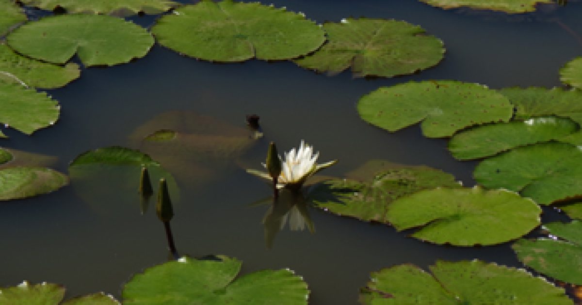 Estudo do Herbário UFRB relata 316 espécies de plantas aquáticas no Recôncavo