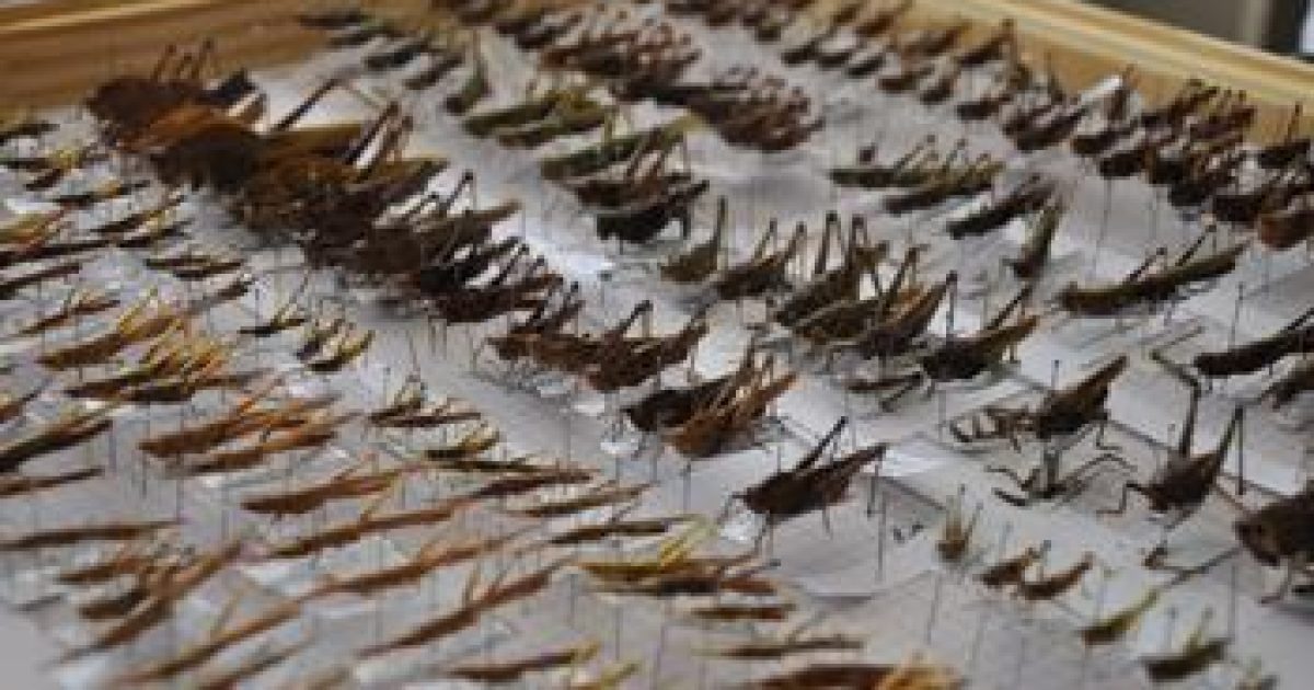 Professor da UFRB coordena grupo taxonômico para Catálogo da Fauna Brasileira