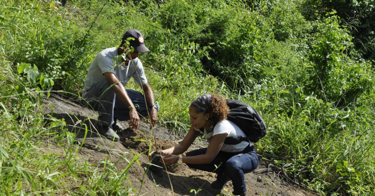 SIPEF realiza ação de plantio em comemoração a semana do meio ambiente