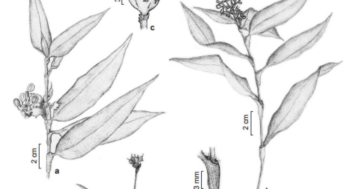 Herbário da UFRB participa de pesquisa sobre a flora da região amazônica