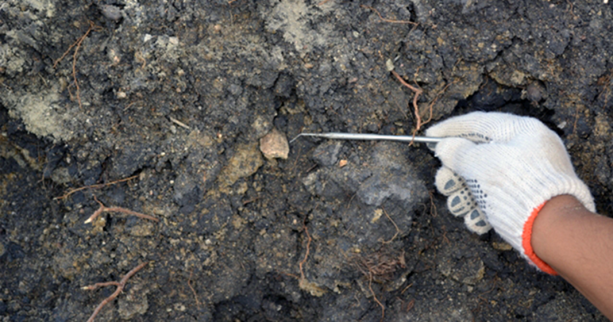 UFRB contrata consultor para material fóssil na área de influência da FIOL