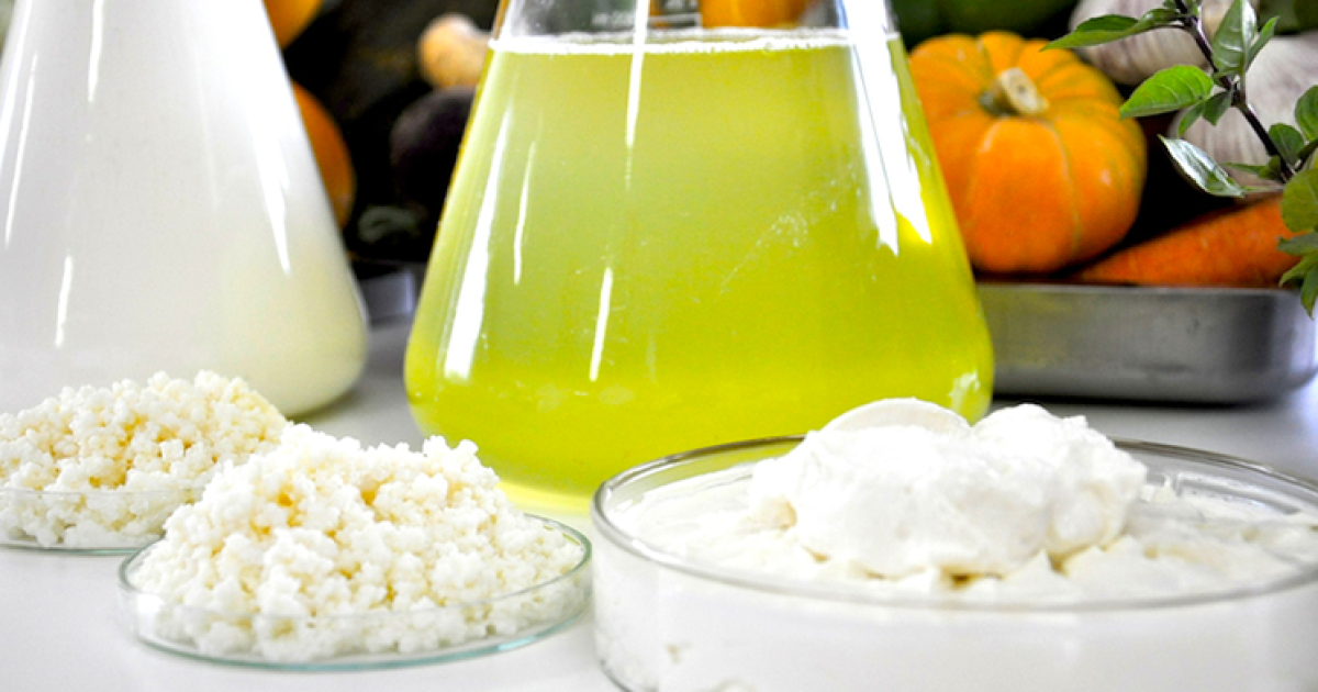 Referência no Brasil, pesquisa do Kefir da UFRB conquista 1ª carta patente da instituição