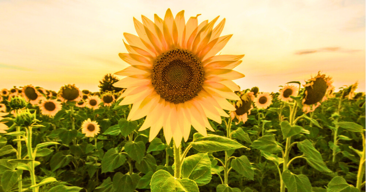 Educação do Campo com Habilitação em Ciências Agrárias
