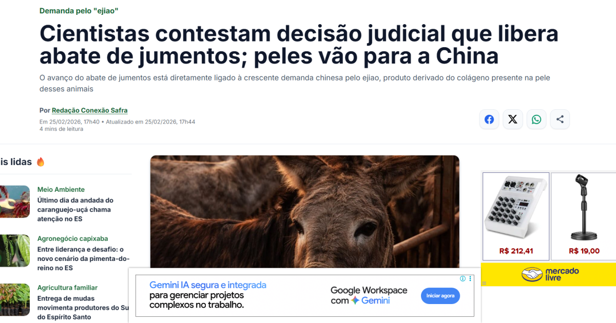 Cientistas contestam decisão judicial que libera abate de jumentos; peles vão para a China