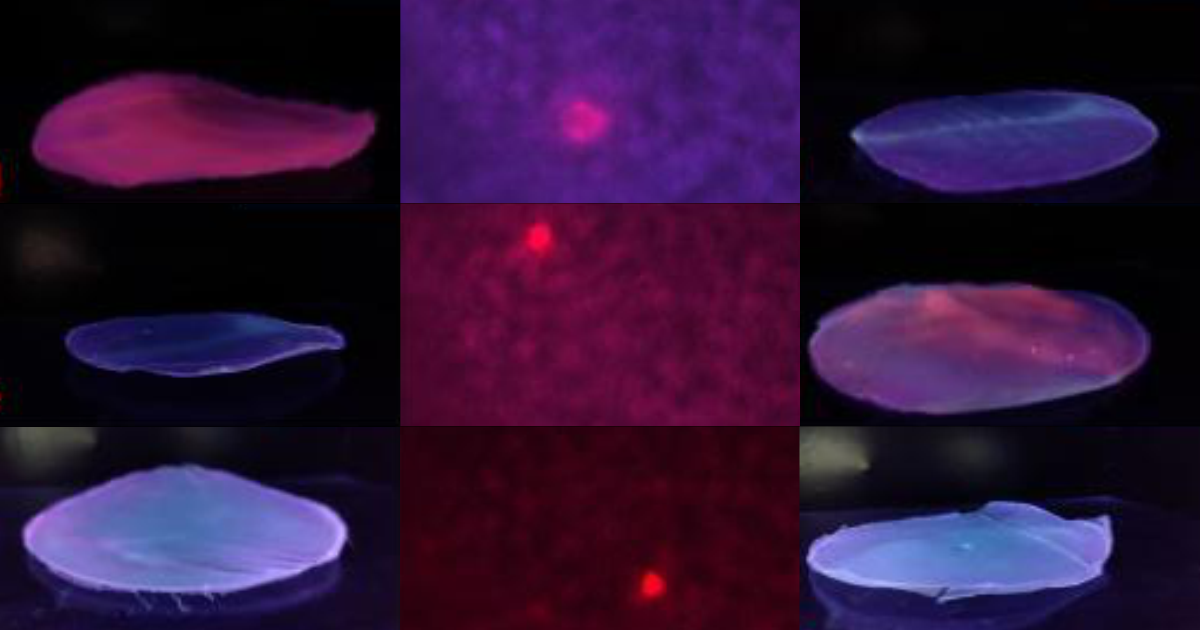 UFRB e UESC depositam patente e avançam na fabricação de filmes biodegradáveis luminescentes