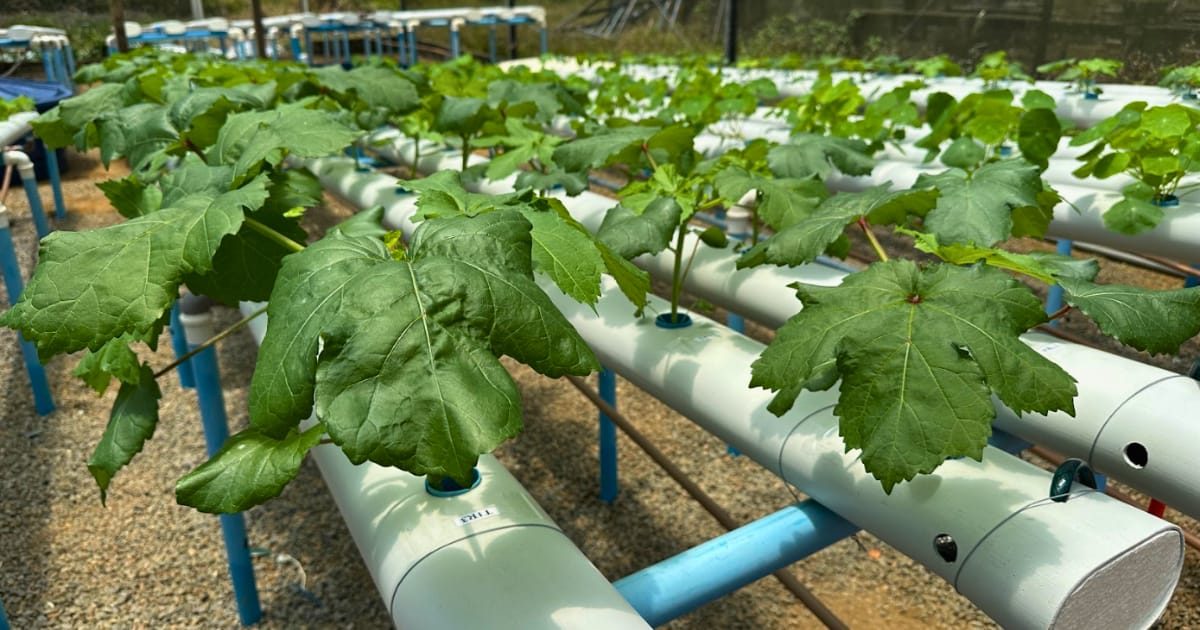 UFRB abre inscrições para Programa Institucional de Bolsas de Pós-Graduação 2026