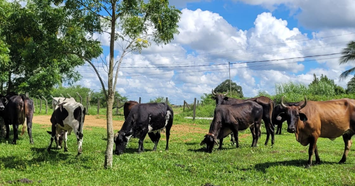 UFRB realiza leilão público com mais de 30 bovinos das raças Nelore e Girolando