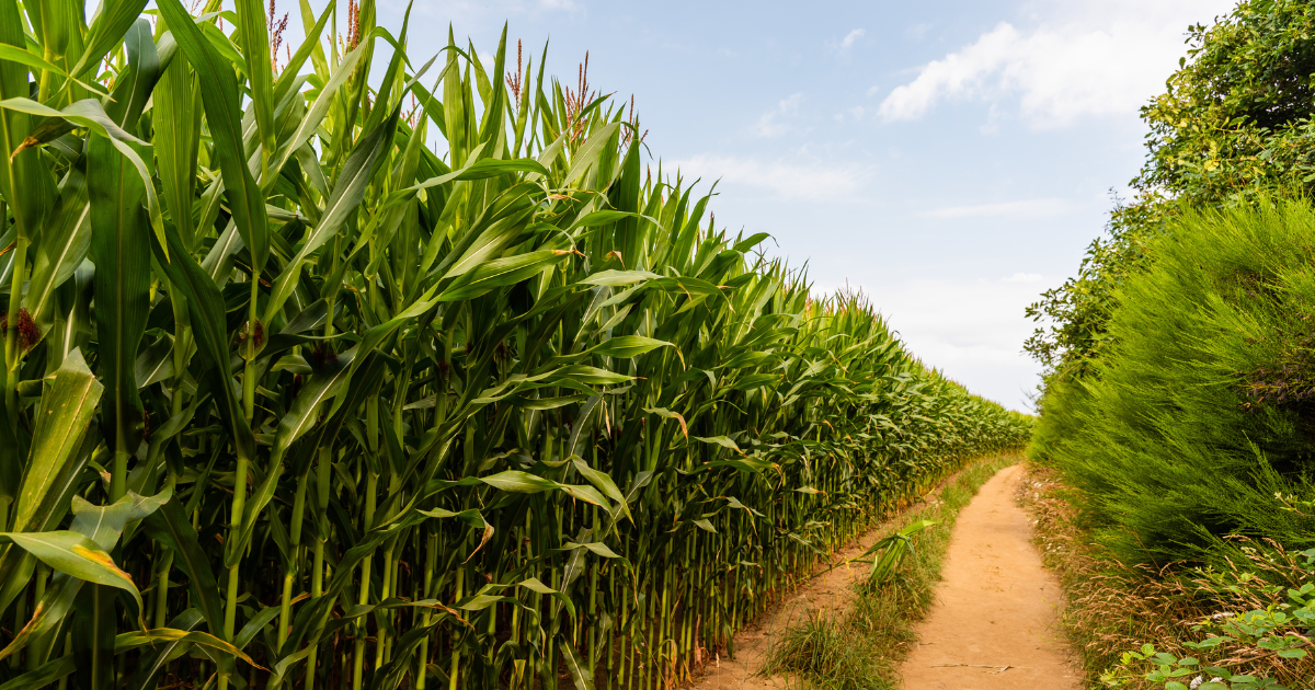 Pesquisa da UFRB investiga produção de hidrogênio verde com resíduos agrícolas do Recôncavo
