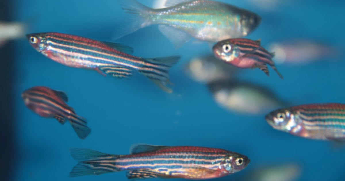 Pesquisador da UFRB integra grupo que investiga composto contra dor e inflamação usando peixe-zebra
