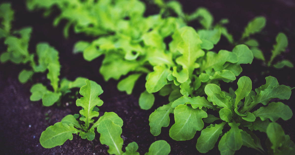 UFRB abre inscrições para projeto de horticultura voltado para saúde mental em Cruz das Almas