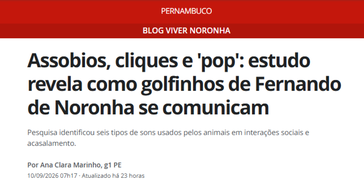 Assobios, cliques e ‘pop’: estudo revela como golfinhos de Fernando de Noronha se comunicam