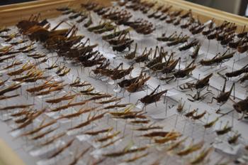 imagem sem descrição.