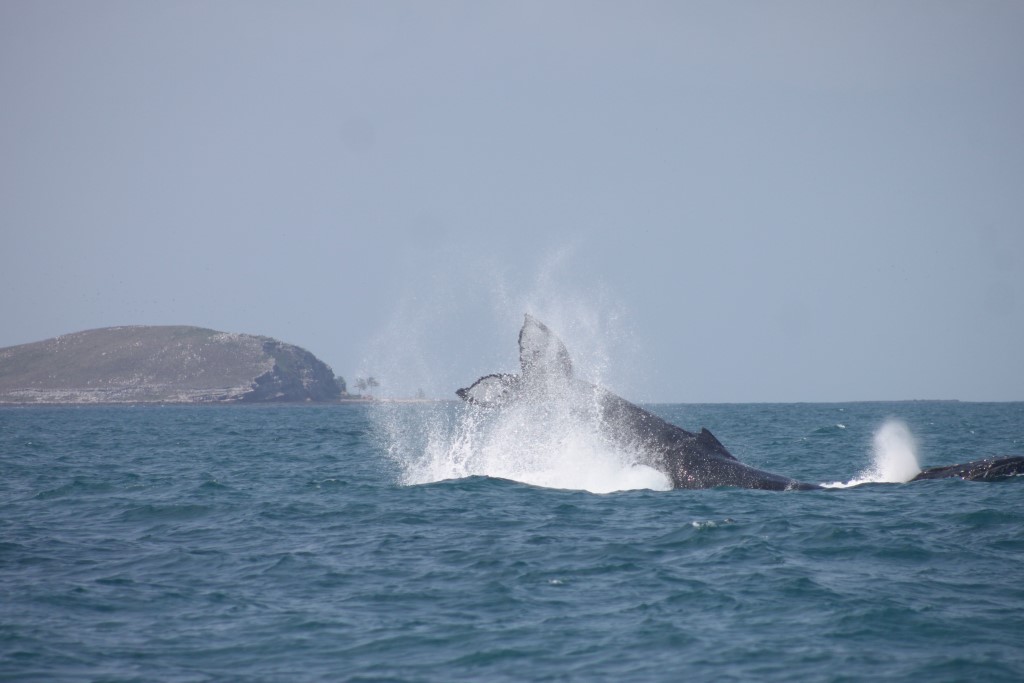 imagem sem descrição.