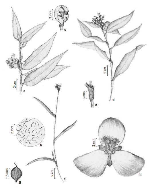 imagem sem descrição.